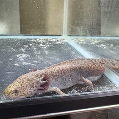 ウーパールーパー　の画像