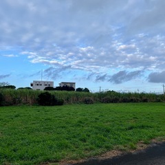 サトウキビの画像