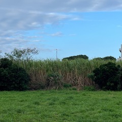 サトウキビの画像