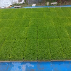 令和7年度　第1回⚠️限定30俵　お米　玄米　あいちのかおり新米の画像