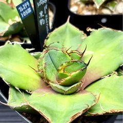 #️⃣1️⃣芯止 子吹き 3頭【ブラックパンサー/黒豹】 の画像