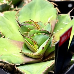 #️⃣1️⃣芯止 子吹き 3頭【ブラックパンサー/黒豹】 の画像