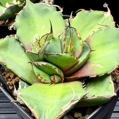 #️⃣1️⃣芯止 子吹き 3頭【ブラックパンサー/黒豹】 の画像