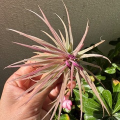 チランジア・イオナンタの画像