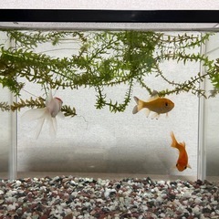 金魚と水槽の画像