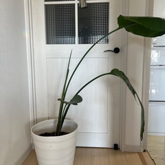 観葉植物　オーガスタ