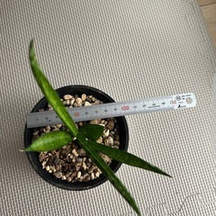 サンスベリアの画像