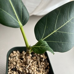 ゴムの木の画像