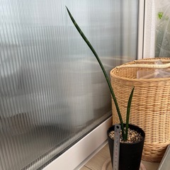 サンスベリアの画像