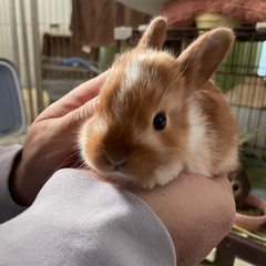 うさぎの里親様募集