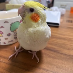オカメインコ 里親