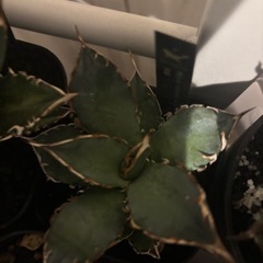 アガベチタノタ　メルカリ　黒鯨系？の画像
