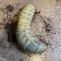 ＤＨヘラクレス、オス、3令幼虫、の画像