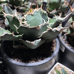 アガベチタノタ　白鯨　子株の画像