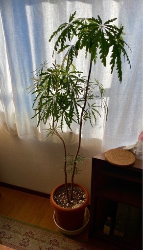 観葉植物　アラレア