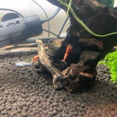 レッドギャラクシーシュリンプ水槽　右のスポンジフィルター以外全ての画像