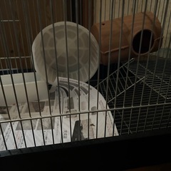 ハムスター　ゲージ　部屋の画像