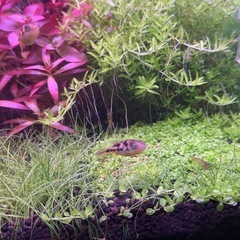 アベミーパファー3匹の画像