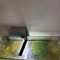 熱帯魚飼育セット 大量グッピー 水槽52cm ポンプ・レイアウト一式の画像