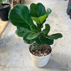 カシワバゴムノキ🌴の画像