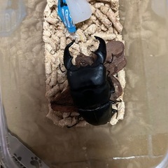 スマトラオオヒラタ（アチェ）♂単品の画像