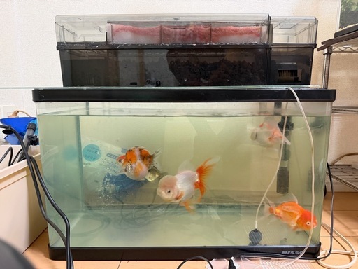 金魚　60cm水槽