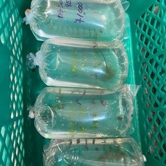 メダカ、金魚、熱帯魚の画像