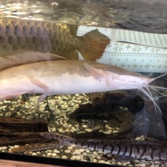 熱帯魚、ショートレッドテールキャット、マルリオイデス