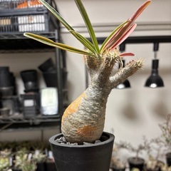 パキポディウム・グラキリス現地球(発根済み)の画像