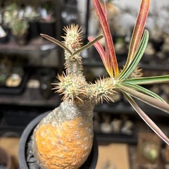 パキポディウム・グラキリス現地球(発根済み)の画像