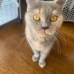 淡いパステルカラーのブリティッシュ女の子