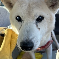 元気にお散歩朝晩します^_^この子に穏や場所を…