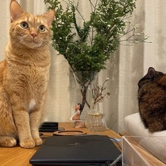 【2匹同時お引取】茶トラ/サビ 甘えん坊兄妹