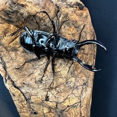 パリーフタマタクワガタの画像