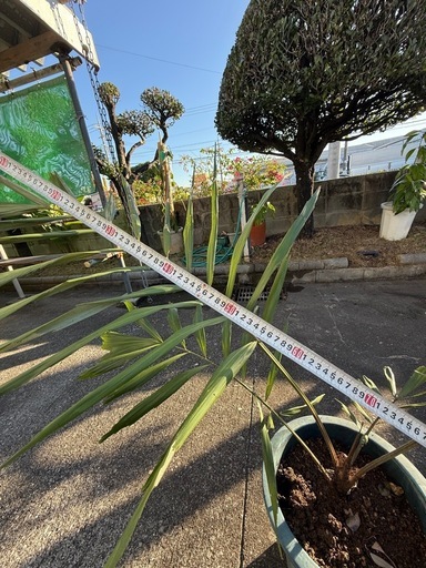 観葉植物　クロツグ