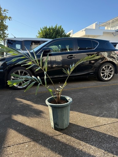 観葉植物　クロツグ