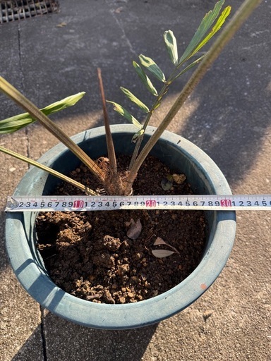 観葉植物　クロツグ