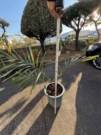 観葉植物　クロツグ