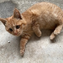 子猫（女の子）