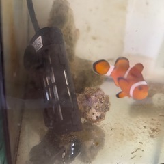 クマノミ一匹＋設備の画像