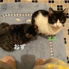 メスオス　生後2ヶ月　2匹まとめて里親募集