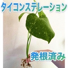 【発根済み】　モンステラ　デリシオーサ　タイコンステレーション　斑入り　2株セット　の画像