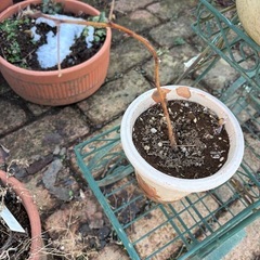 ラズベリー　苗木　特選品　ガーデン　ガーデニングの画像