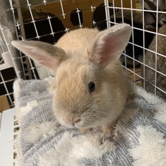 ミニウサギ(1羽のみ)白っぽい子
