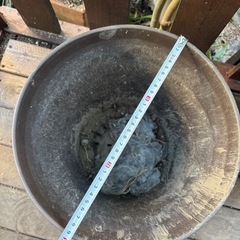 大きい鉢　観葉植物　塊根植物　多肉植物　ビザールプランツ　レアプランツ　ガーデニング　植物　グリーン　趣味　盆栽　葉　花　庭　草　インテリア　おしゃれ　飾り　園芸　の画像