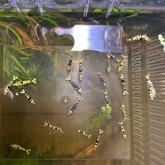 ビーシュリンプ　黒太極　タイヂ
の画像