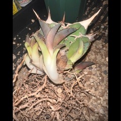 植物　アガベ　獅子光の画像