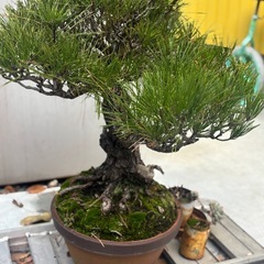 黒松　盆栽の画像