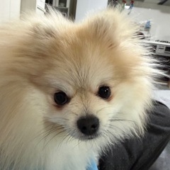 ポメラニアン1歳　里親募集