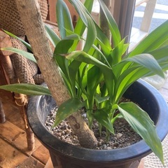 ドラセナ　の画像